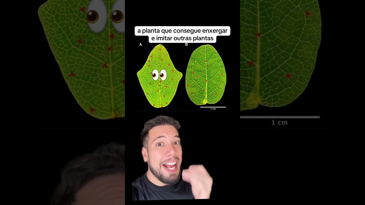 planta que enxerga e copia outras #curiosidade #natureza #plantas #boquilla