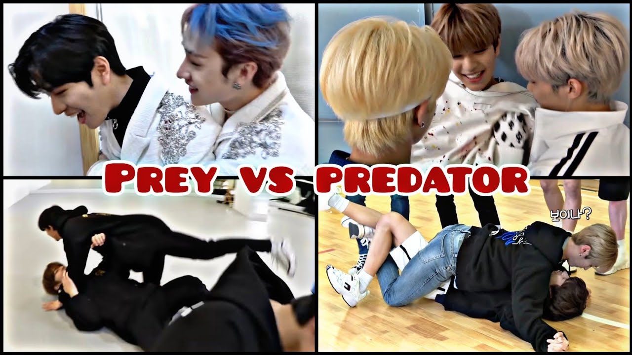 Seungmin as a PREY (Prey Vs Predators) - Part 1
