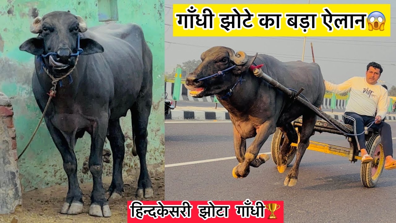 हिन्दकेसरी गांधी झोटा एक बार💯फिर से भागता दिखा भूरा सैनी भाई का बड़ा ऐलान😱झोटे को लेकर !!