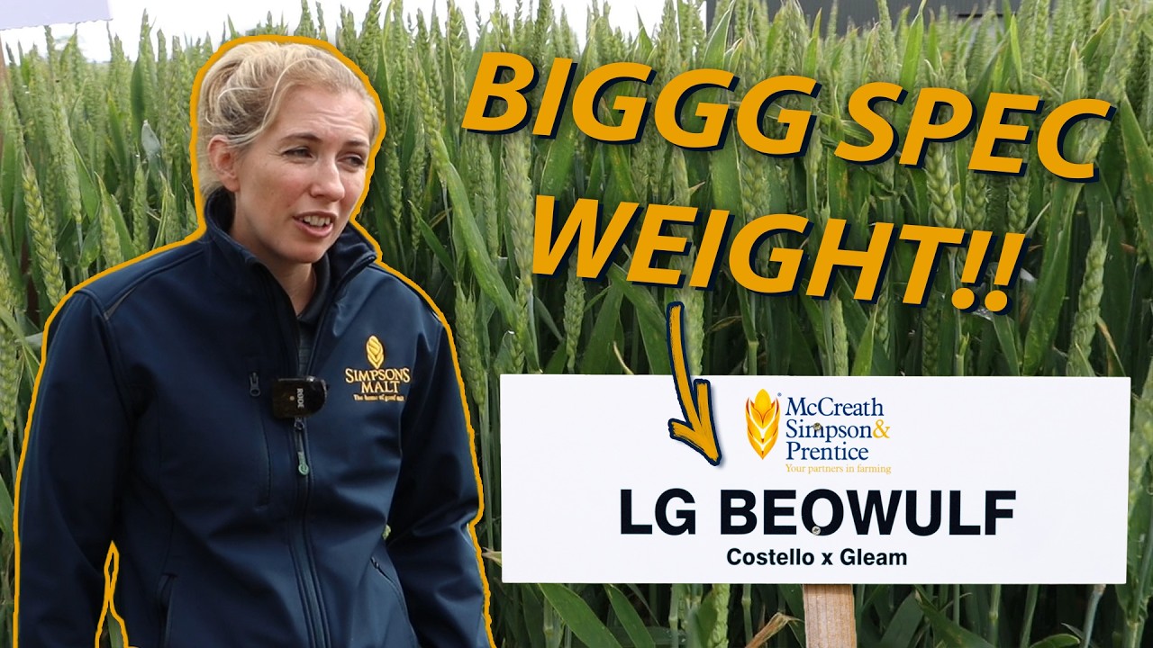 Beowulf Winter Wheat Variety 2024: ‘Grain’-tastic Newcomer!
