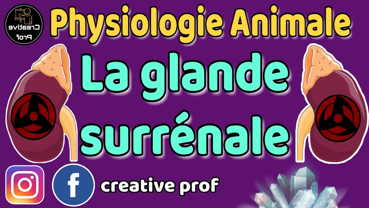 Physiologie Animale - Endocrinologie : la glande surrenale ( darija )