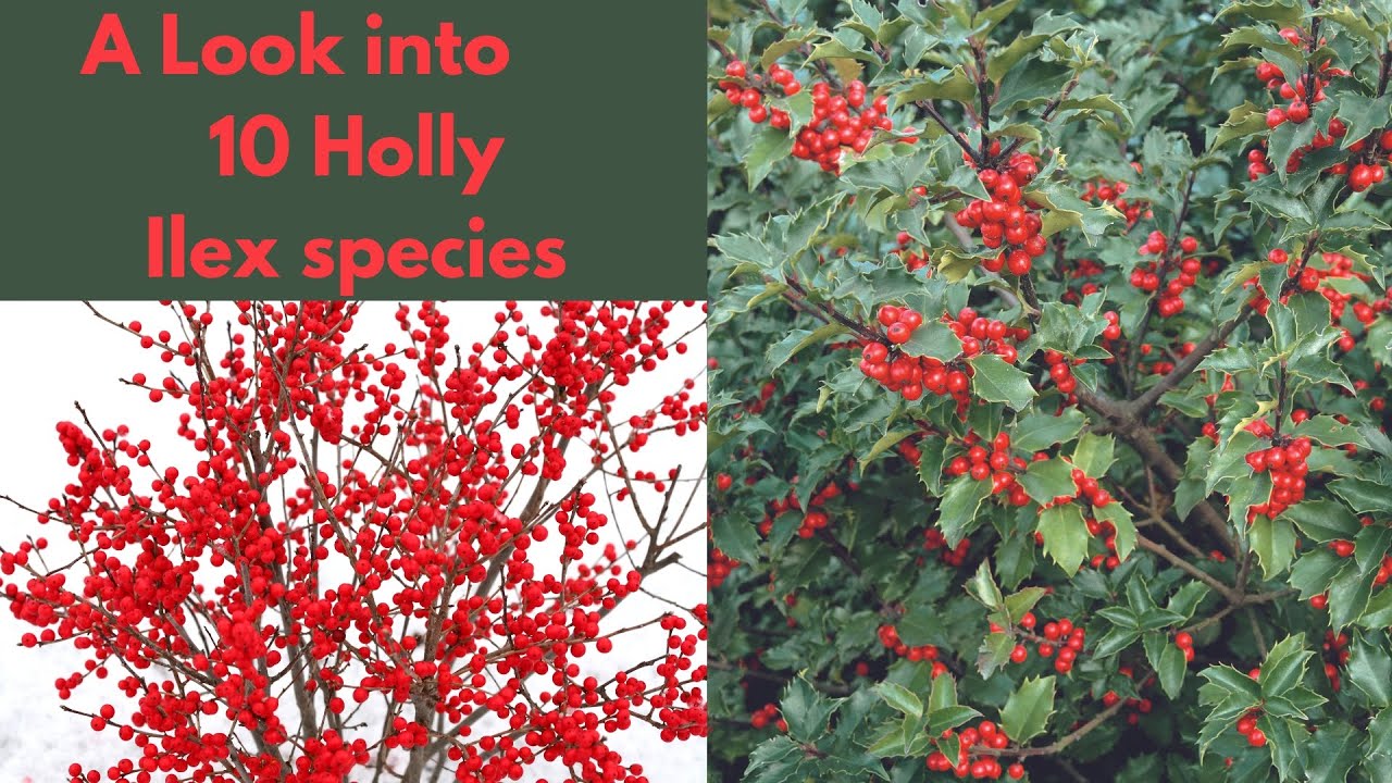 Holly Shrubs & Trees - Ilex species - Deep Dive into this Genus
