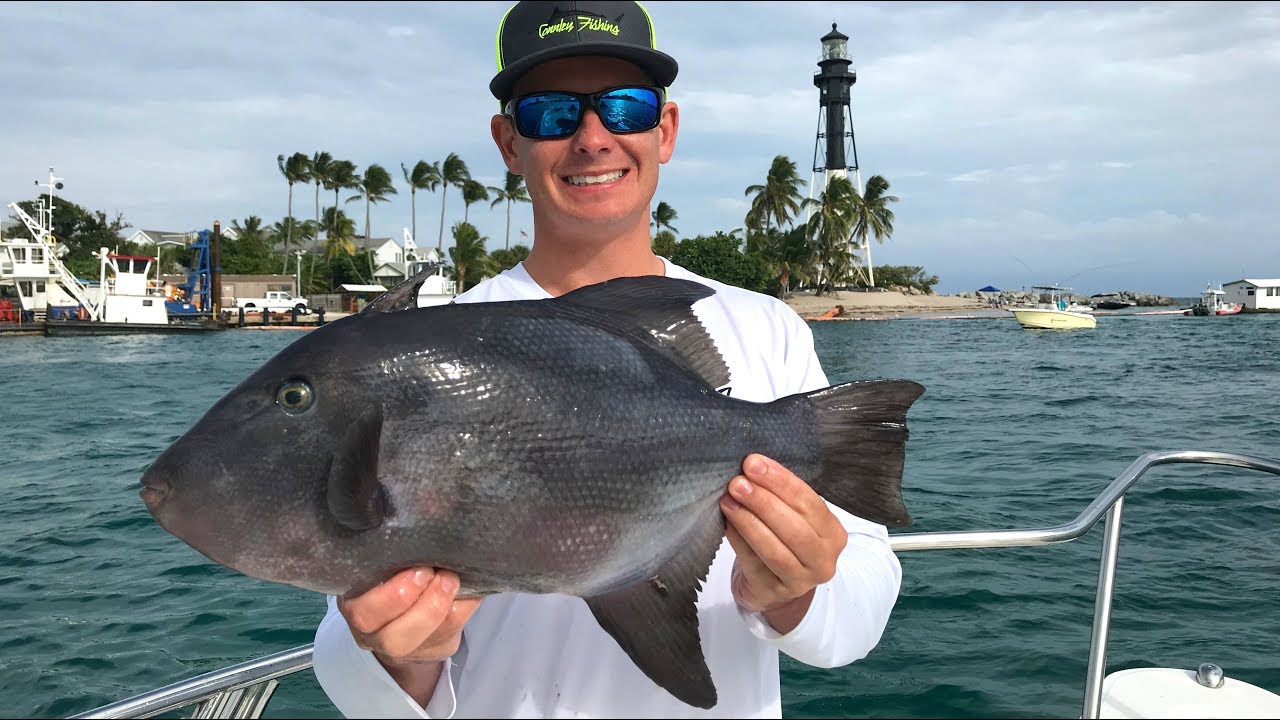 Fish with LEATHER Skin... Catch Clean Cook -Ocean Tally (Triggerfish Ceviche)