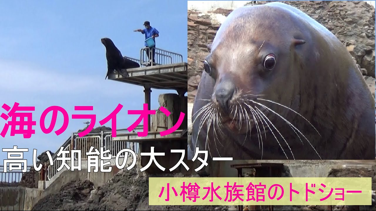 海のライオン トド☆小樽水族館のトドショー　Sea Lion Show at Otaru Aquarium in Sapporo, Japan ☆What a wonderful show!