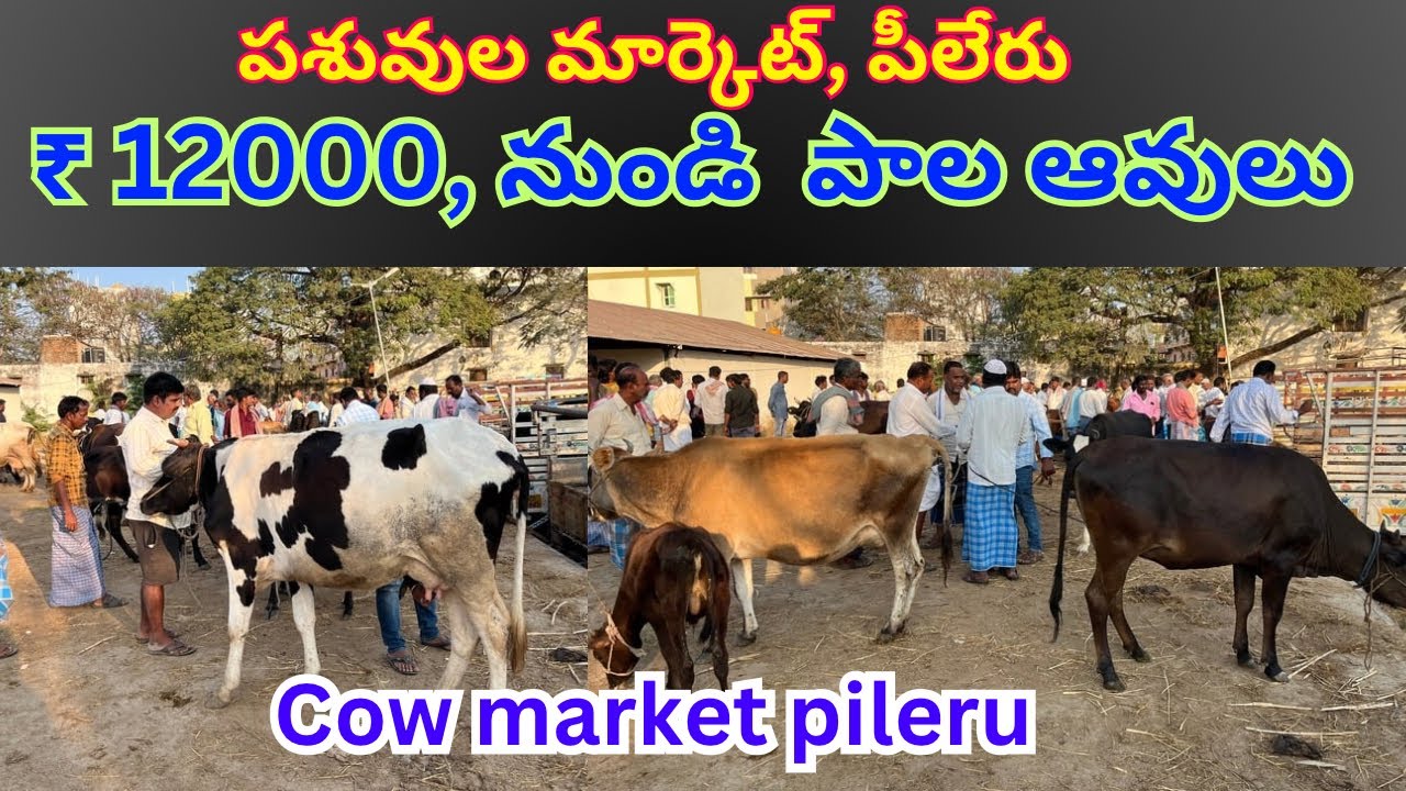cow & bull market pileru, //