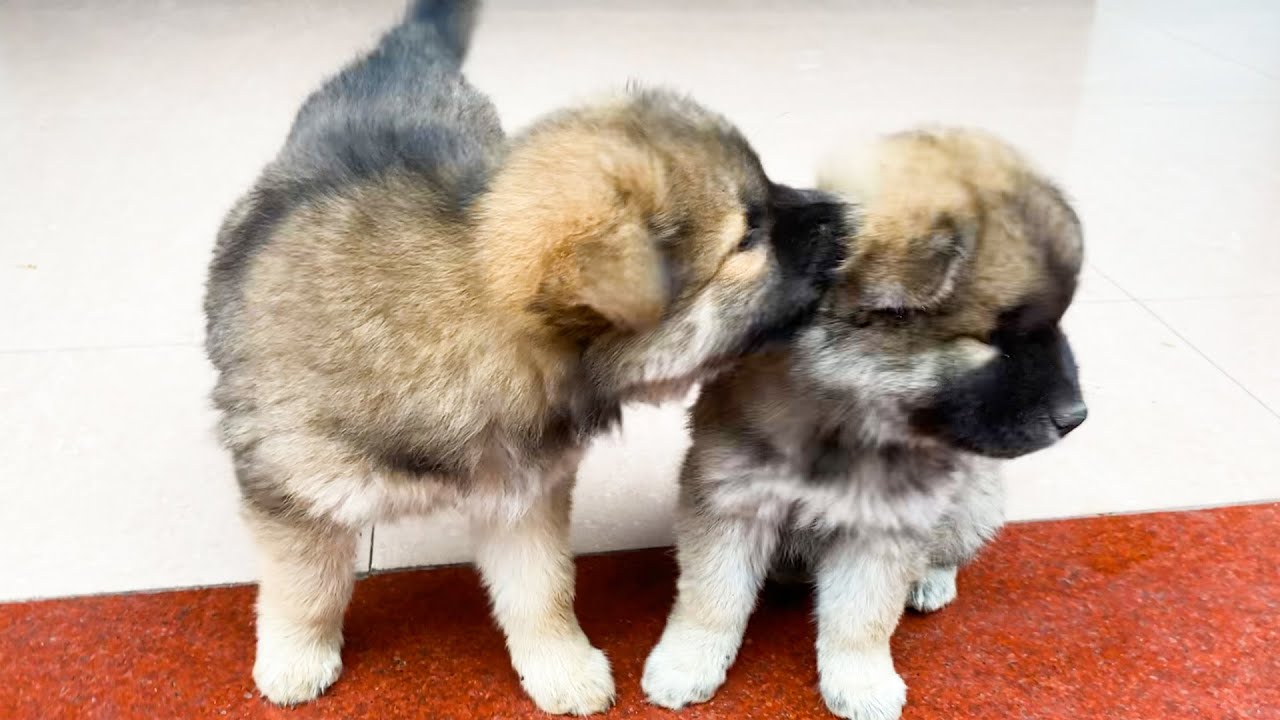 The older husky puppy strict took care of his younger sibling in place of their mother