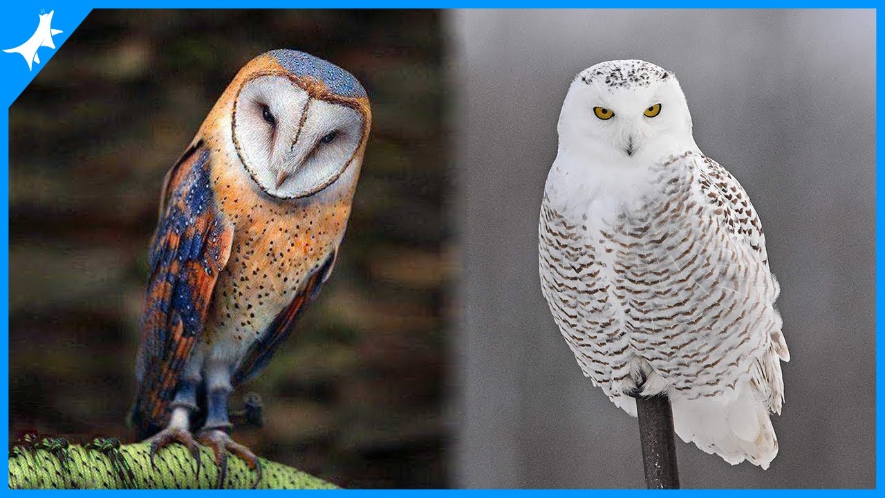 AS 5 CORUJAS MAIS BONITAS DO MUNDO ! 🦉❤️ // Tem a Coruja Branca, Das Neves.