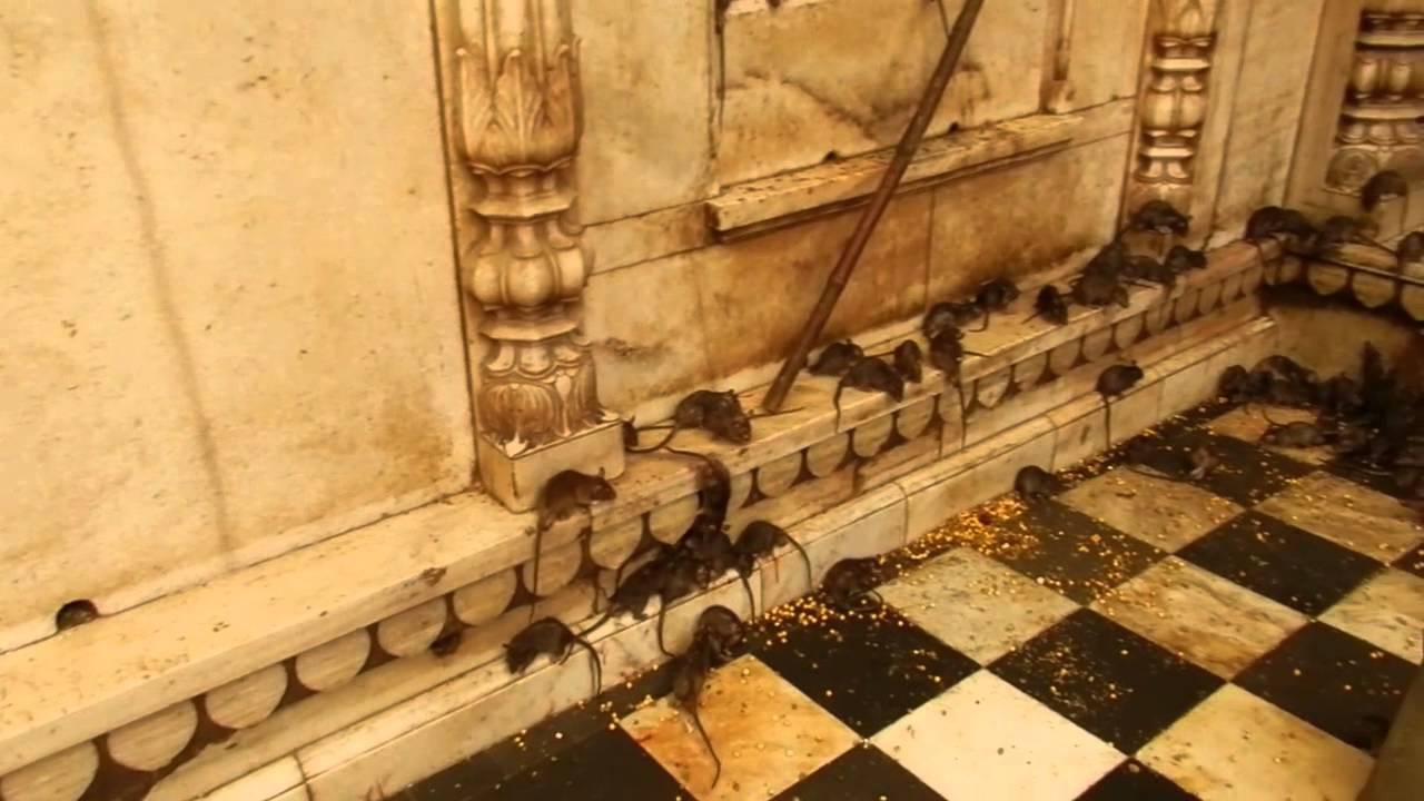 Templo dos ratos