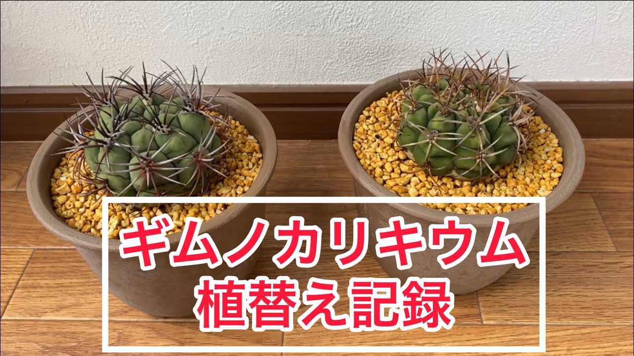ギムノカリキウム（サボテン）の植替え記録です！#サボテン #ギムノカリキウム#植替え #ガーデニング