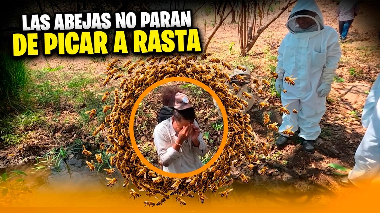 Rasta esta sufriendo con las picadas de las abejas. Se comienzan a enfurecer