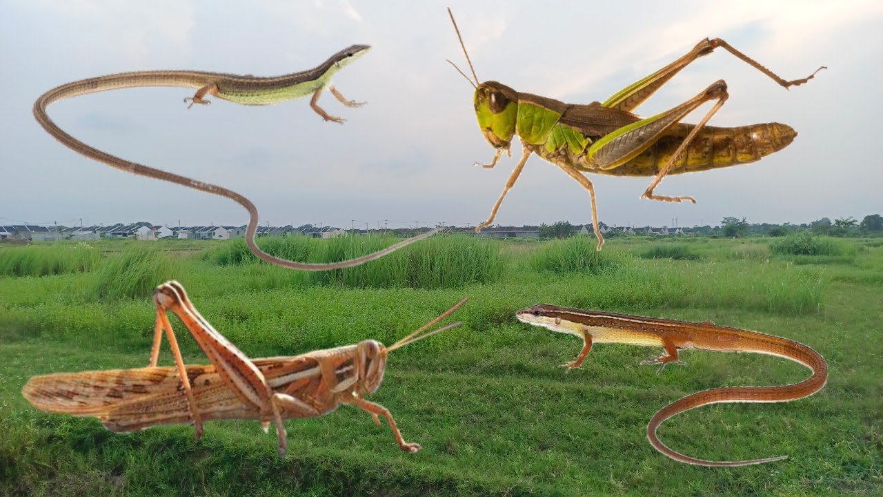 Hunting for Long-tailed Lizards / Grass Lizards and Wood Lizards #lizard #animals 