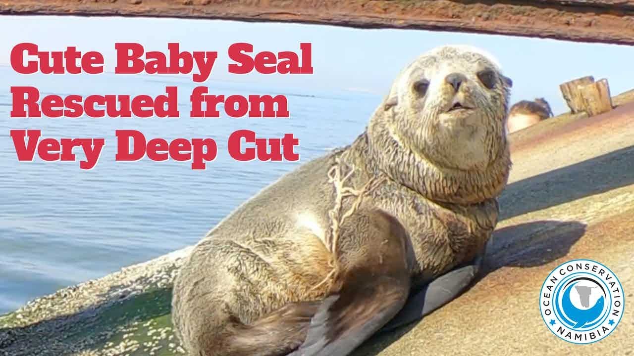 Cute Baby Seal Rescued from Gill Net