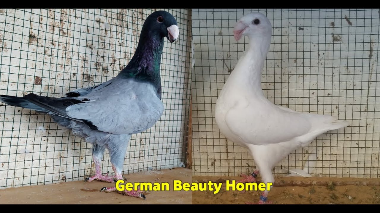 حمام الهومر الالماني German Beauty Homer طيور المربي القدير 