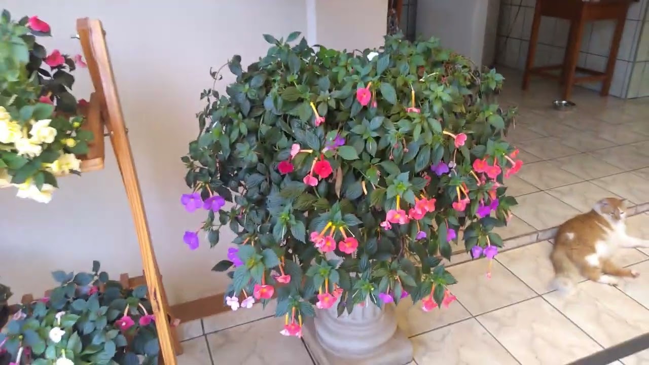 ACHIMENES DE CASA - 26.MARÇO.2024 - com ELIZETE A.R.LIMA - VID 20240326 091716028