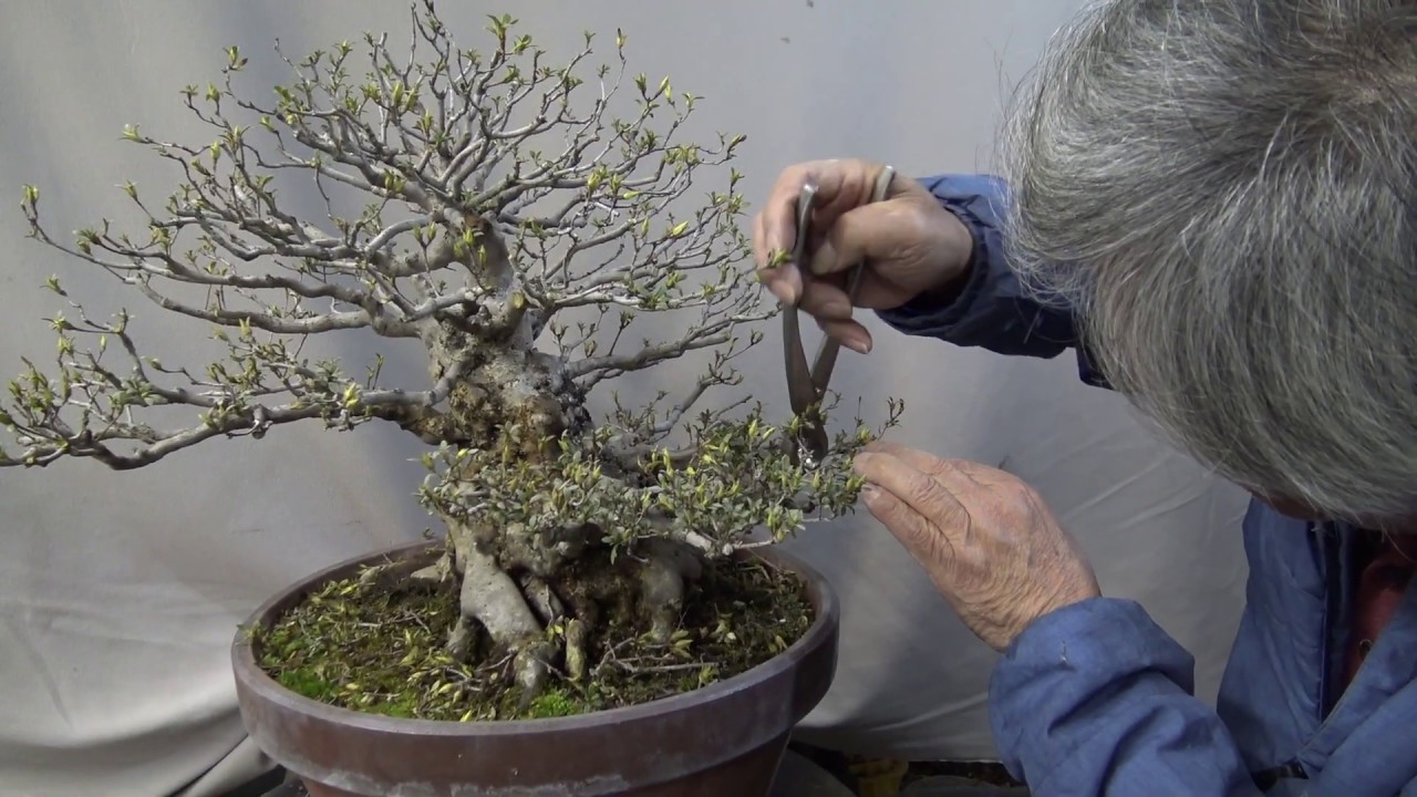 Azalea東照の光TOUSYOU NO HIKARI. Bonsai master trim.With explanation. Part 1