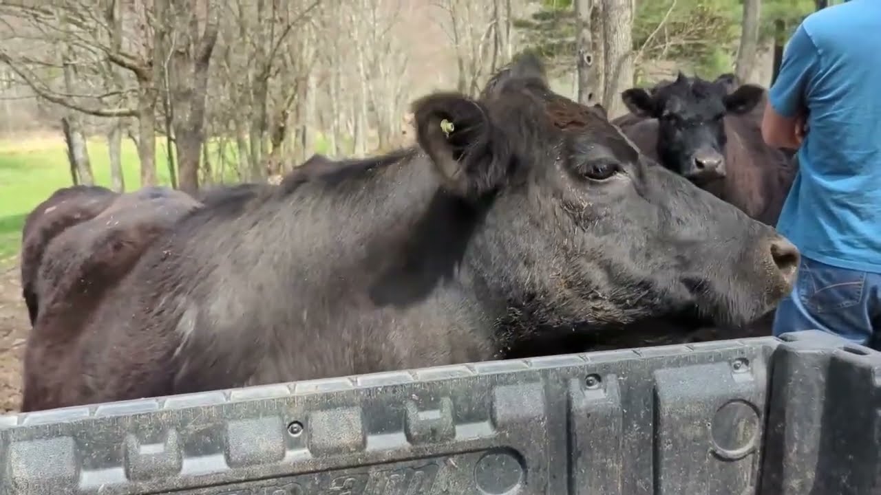Their First Day on Pasture this Year.  Black Angus Rotational grazing