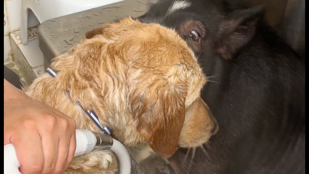 大嫌いな犬と突然お風呂を一緒に入ることになってしまった黒ブタ