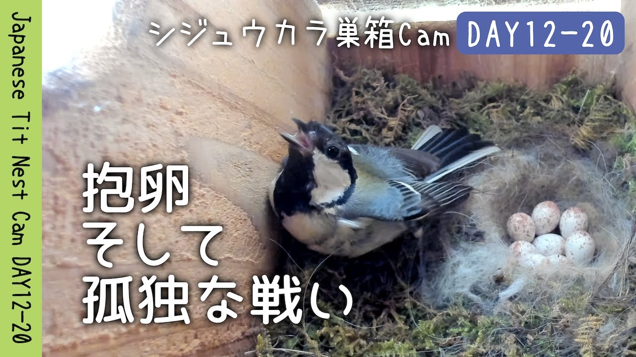 抱卵、そして孤独な戦い。猛暑と侵入者に立ち向かう母鳥 | シジュウカラ巣箱Cam DAY12-20