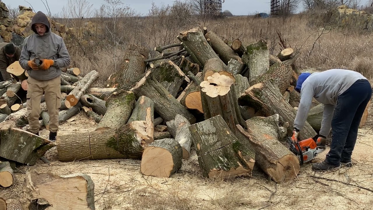 STIHL ms 361 vs ms 462 C 🌲🌲🌲