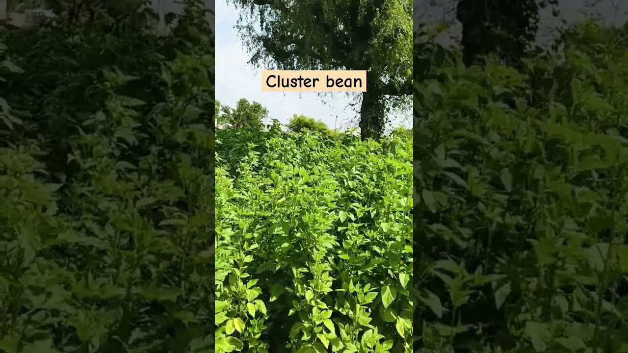 Guvar (cluster bean) #garden #farming #trending #shorts #viralvideo #new #technology #daily