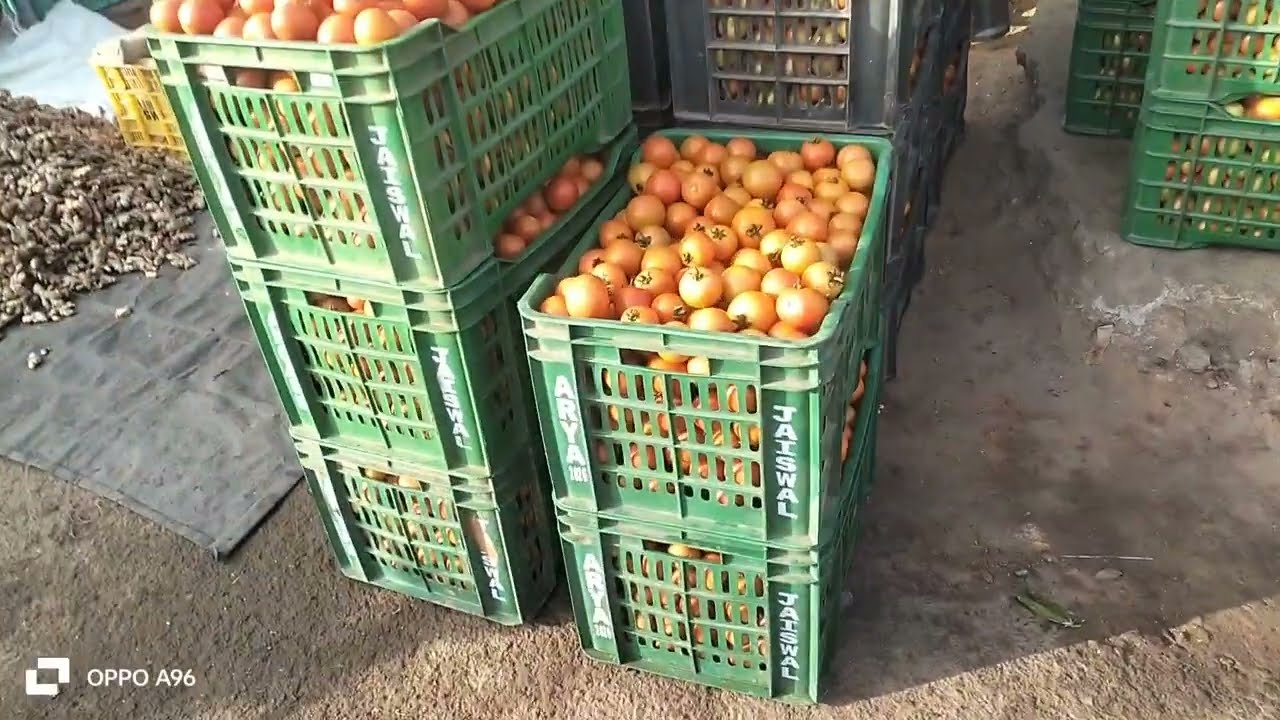 अंबिकापुर में टमाटर 🍅 ₹950 कैरेट बीका है || 6/1/2026 | अंबिकापुर सब्जी मंडी | Ambikapur sabji mandi