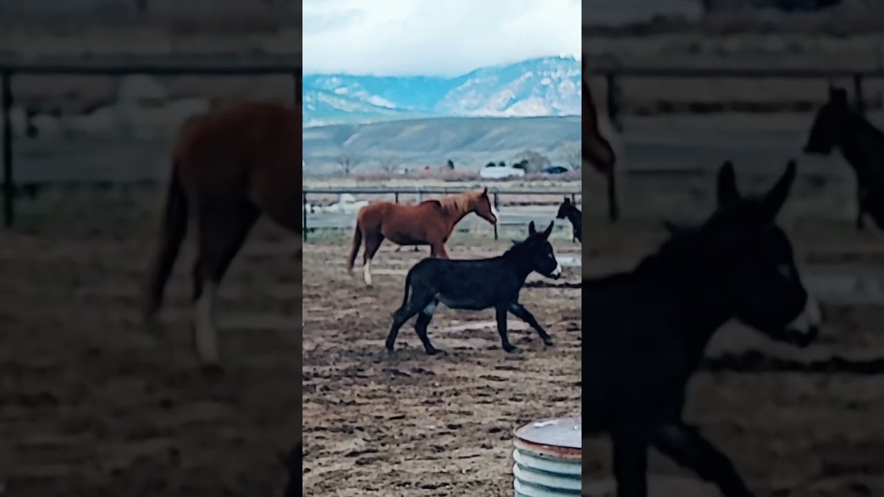 You don&rsquo;t need to be a horse to have Fire Horse energy. 🔥🐎Harness your FireHorse2026 #horseoftheyear