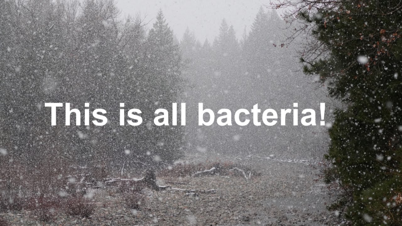 Ice Nucleating Bacteria