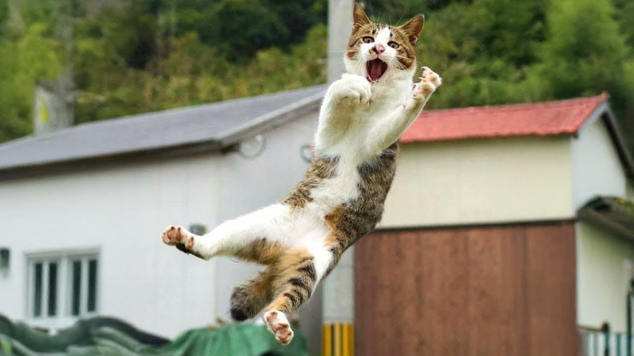 Funny Pet Videos That Will Make You Laugh 😂 #52