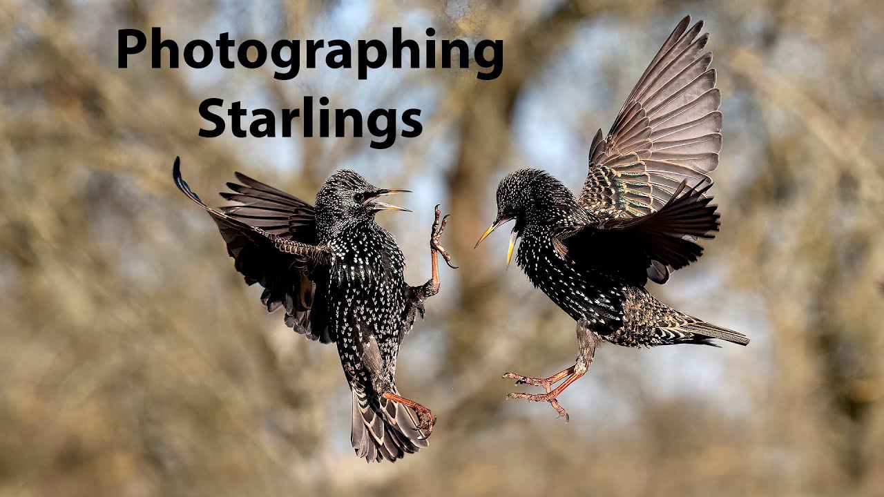 Photographing fighting Starlings from a hide with the OM-1 for stills and the Lumix G9 ii for video.