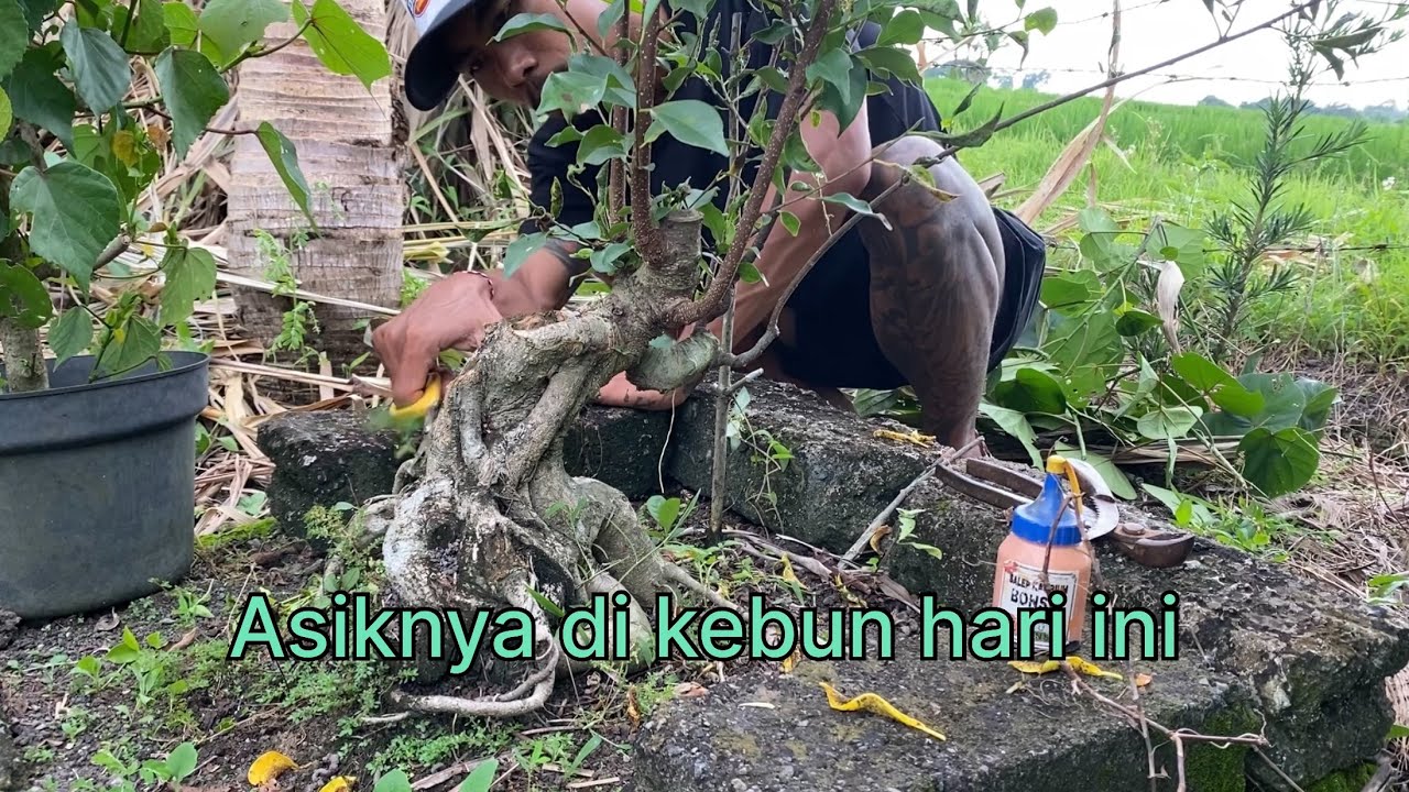 Akhirnya bisa ke kebun bonsai lagi dan merawat semua pohon 