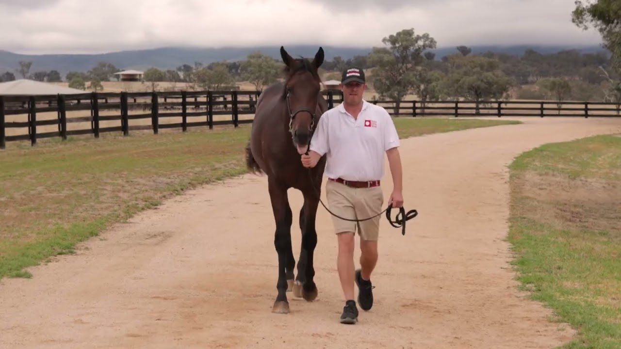 Too Darn Hot x Zoumatic Yearling Parade