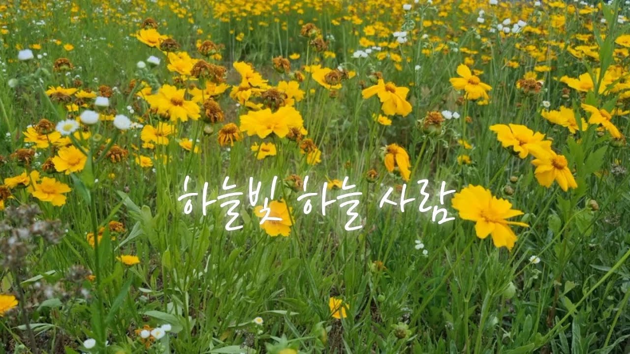[MV] '하늘빛 하늘사람 - 선풍 신현욱' with 풍류문화축제