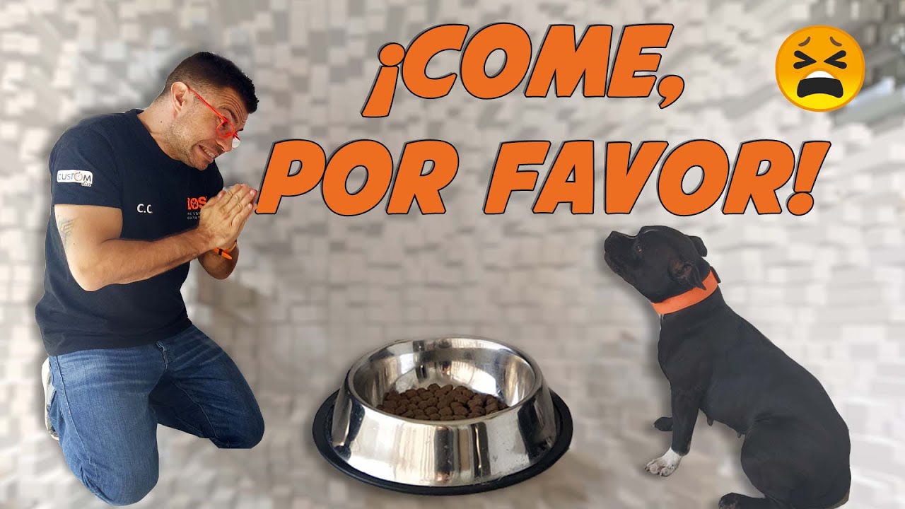 Mi perro no quiere comer 🍛🐶 | Cómo educar perros 📝