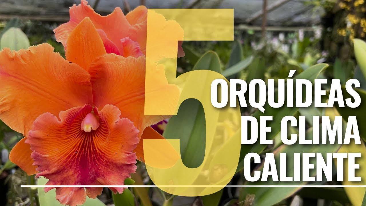5 Orquídeas de clima caliente I Alma del bosque