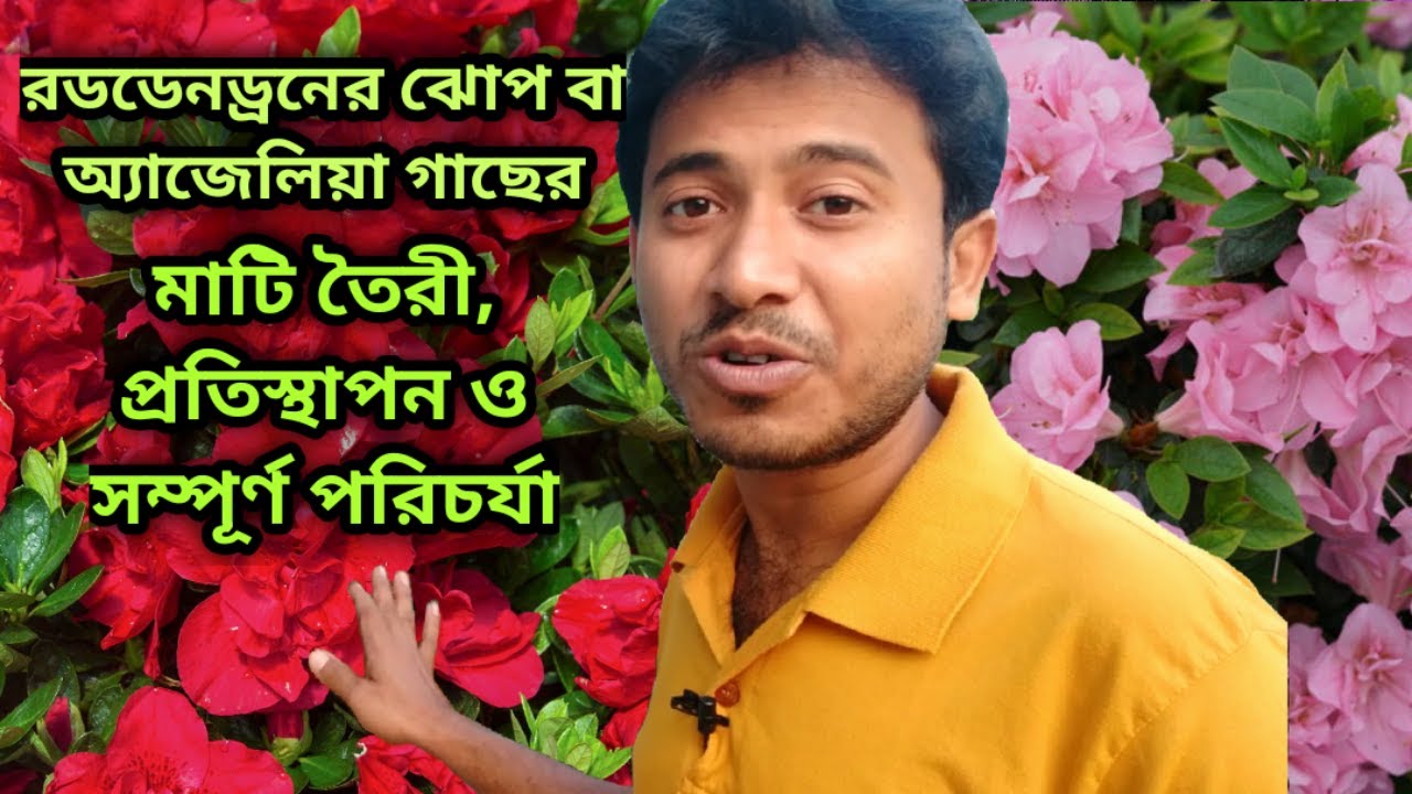 Azalea Rhododendron flower Soil Mixed, Plantation and best Care Tips | অ্যাজেলিয়া ফুলের মাটি ও যত্ন