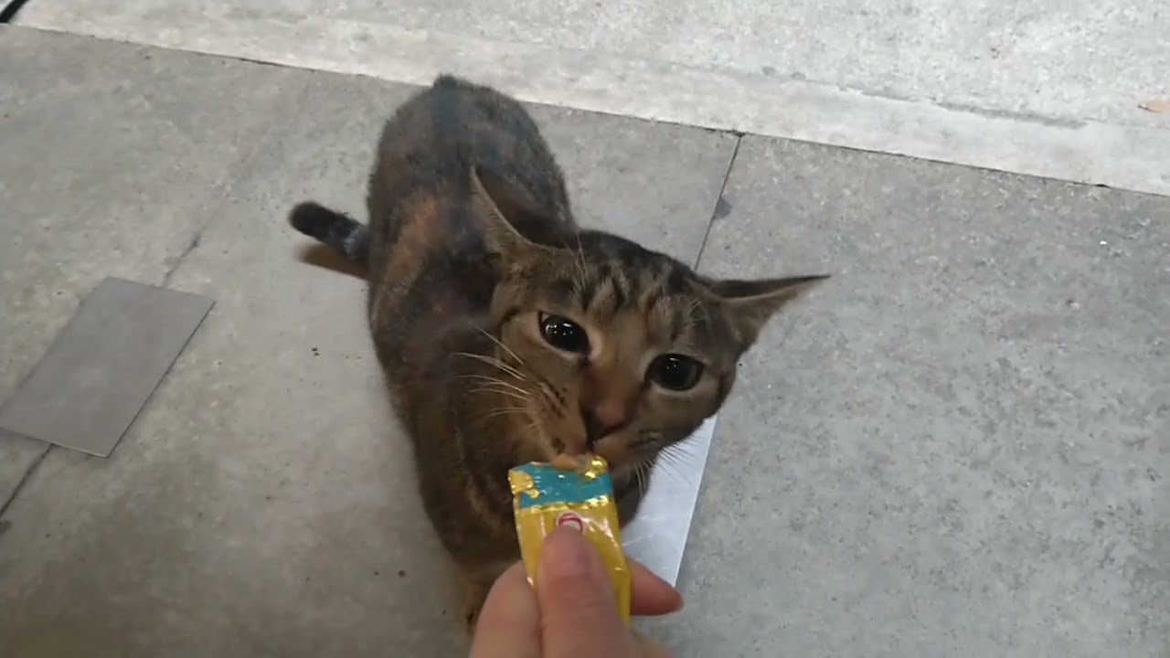 Stray Cats In Company Buildings ＃192 01.02.2026