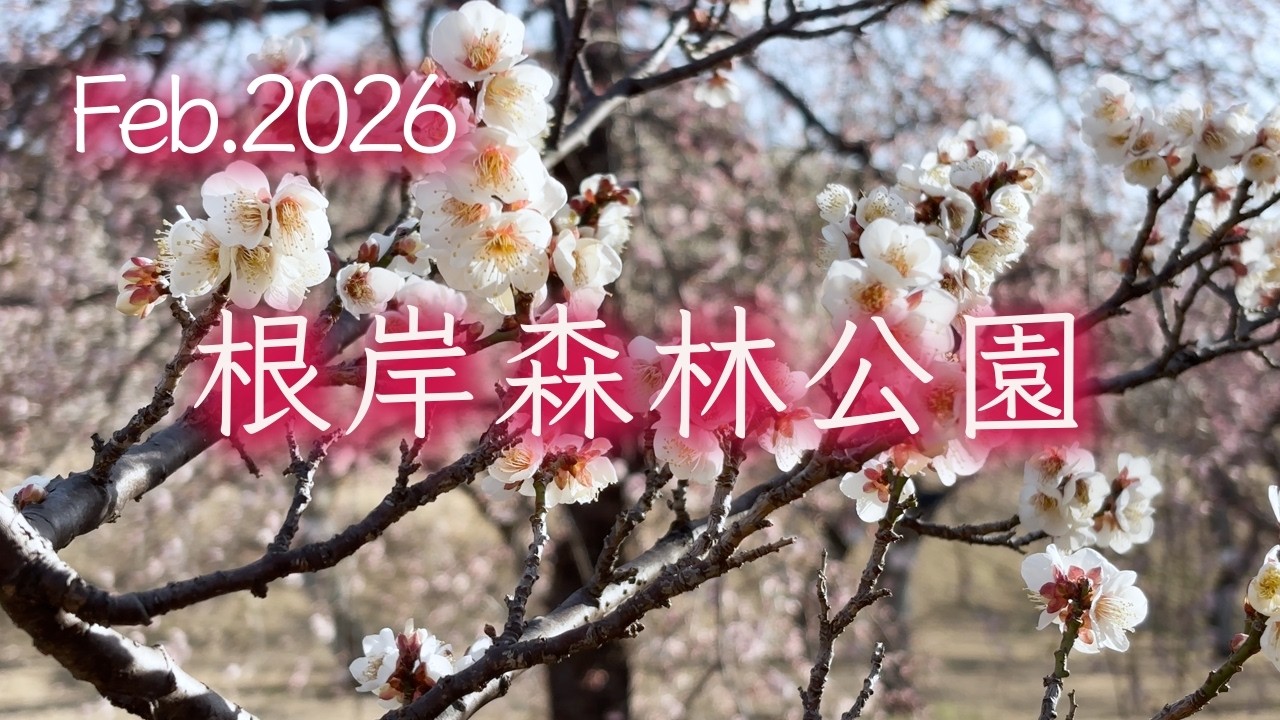 【根岸森林公園】見頃を迎えた横浜の美しい梅林