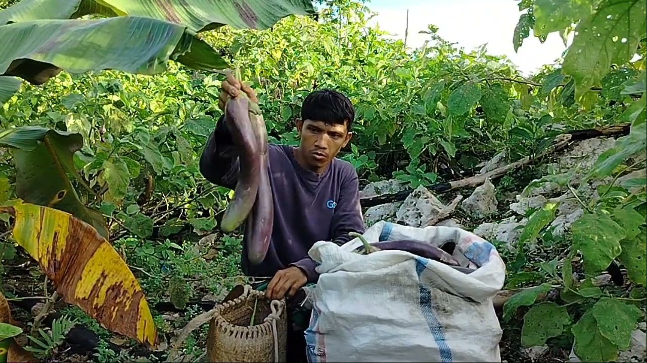 Teknik bertani yang sebenar