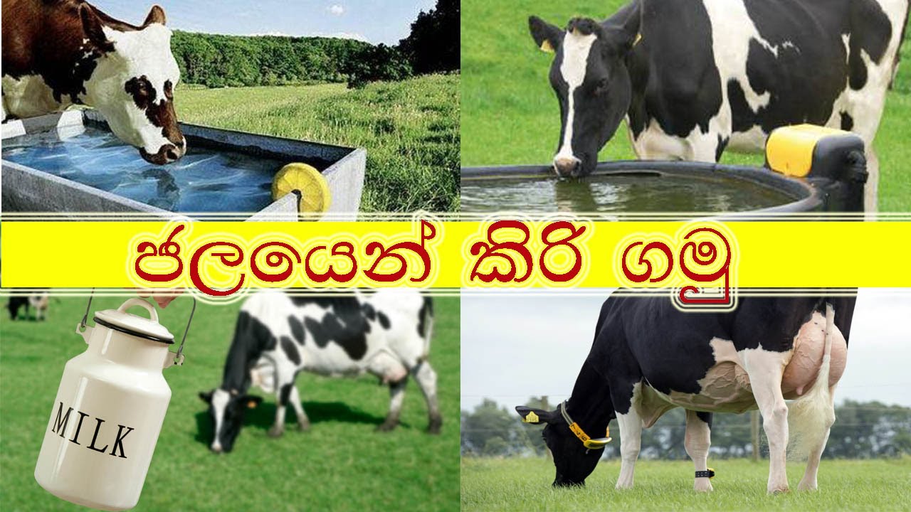 ජලයෙන් කිරි ගමු - Providing quality water and improve the quality and quantity of the milk