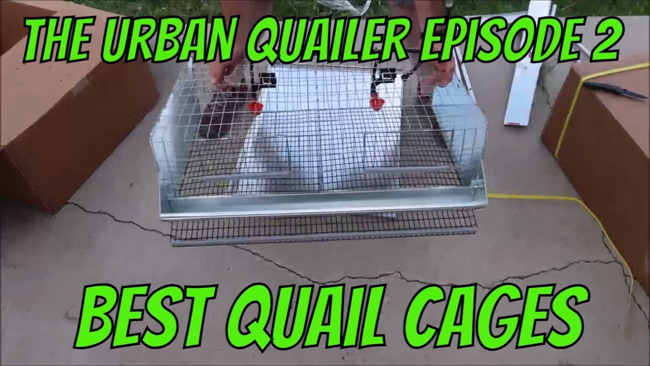 The Urban Quailer Episode 2: Quail Caging