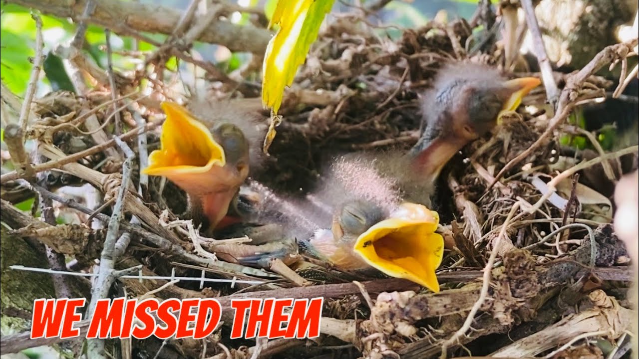 Mockingbird nesting in our backyard | Birds on the feeder