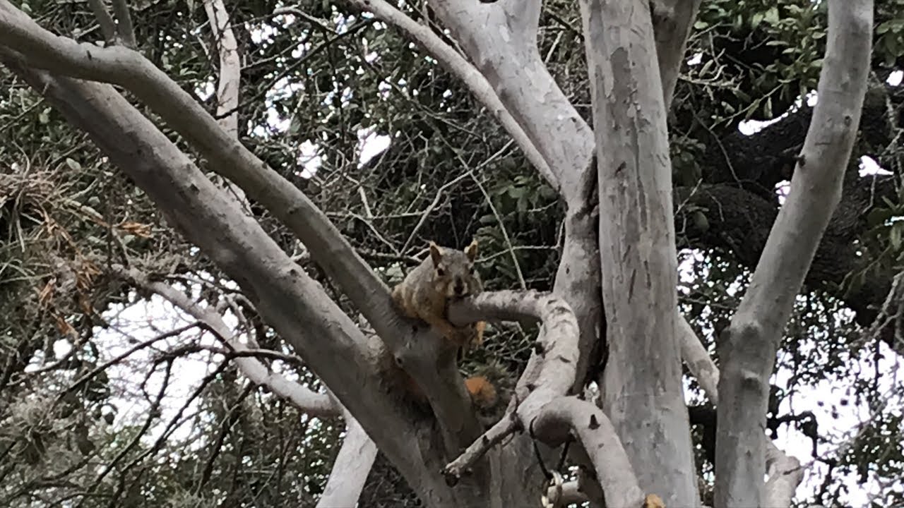 Squirrel 🐿