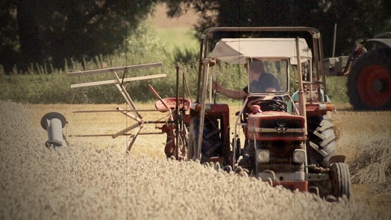 Landwirtschaft Anno Dazumal | Massey Ferguson 148 | Weizen Bindern