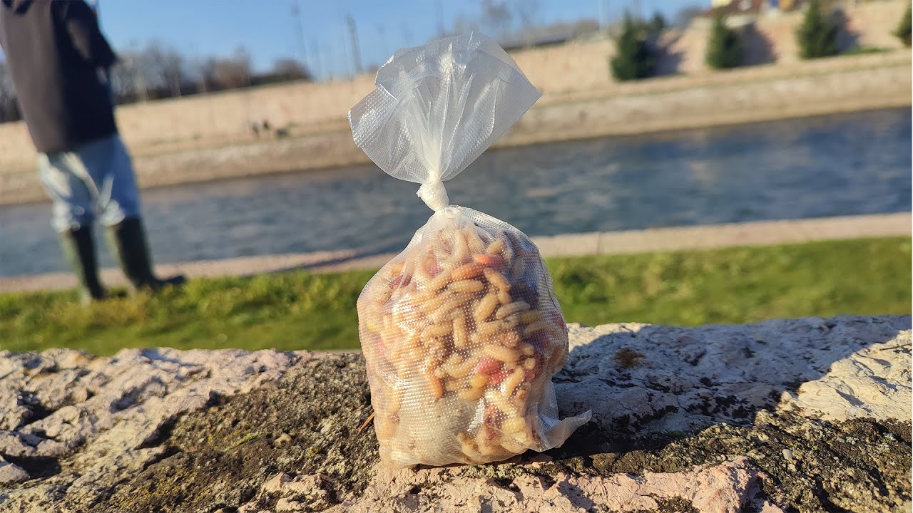 Pecanje Mrene/Siljke Zimi na Nišavi u Sred Brzaka Kad im Vremen Nije