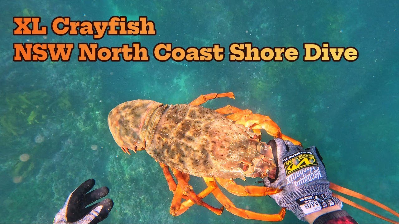 XL Crayfish NSW North Coast Shore Dive, Spring 2024