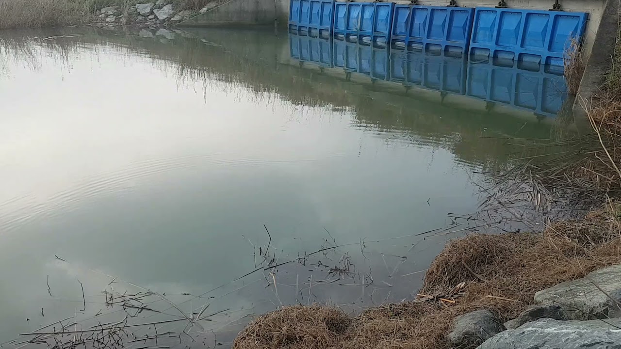 영암호 배스