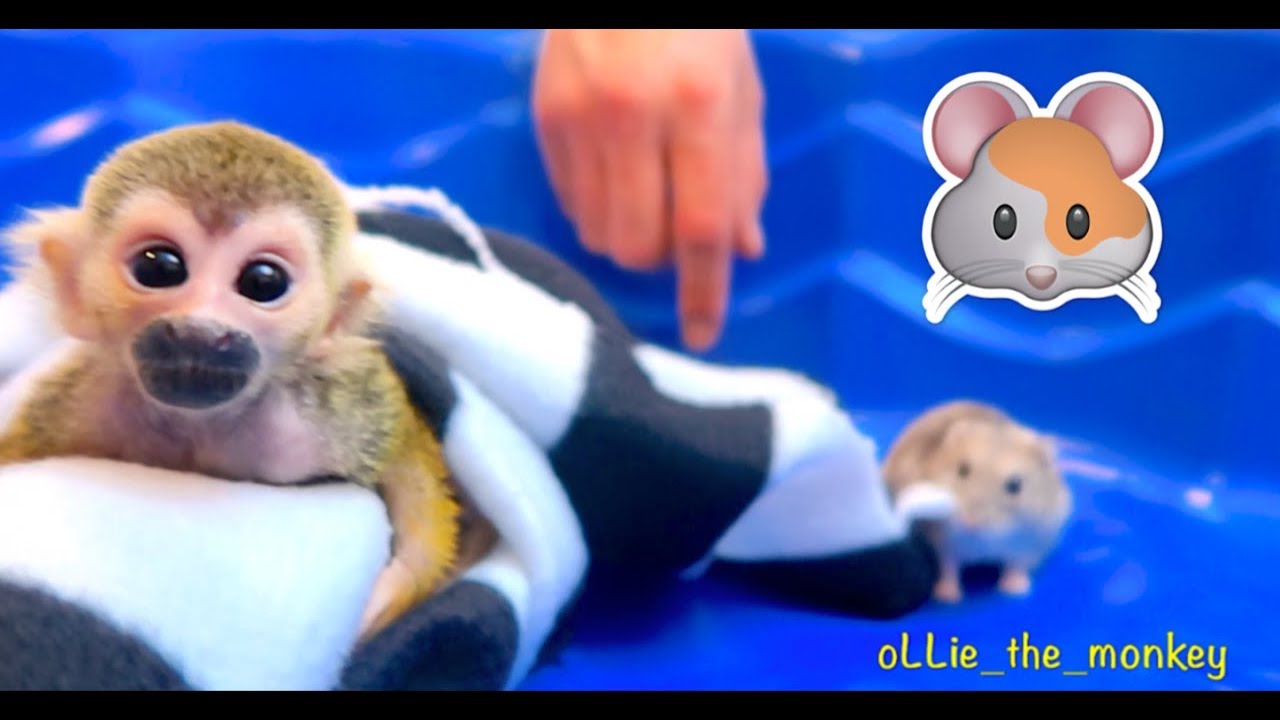 Baby Monkey oLLie Meets MonkeyBoo's Pet Hamster Houdi!!!