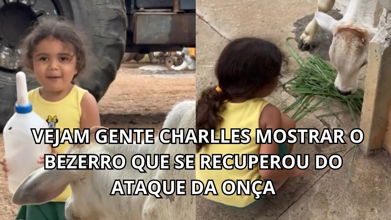 VEJAM GENTE CHARLLES MOSTRAR O BEZERRO QUE SE RECUPEROU DO ATAQUE DA ONÇA 