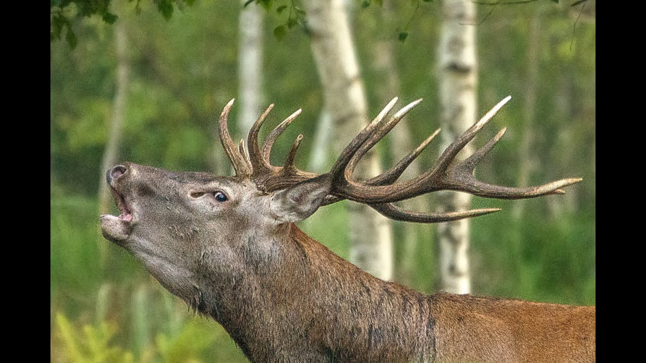 Brame du cerf 2015 - HD