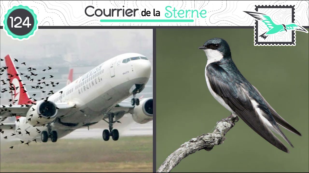 CDLS#124 : Les ailes d'aciers